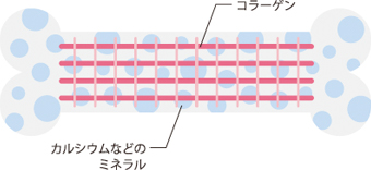 コラーゲンとカルシウムの関係