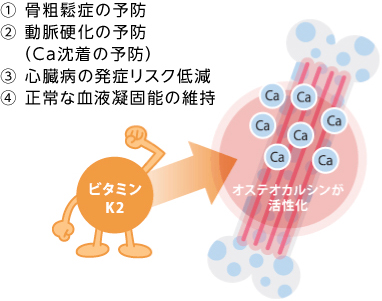 ビタミンK2の機能